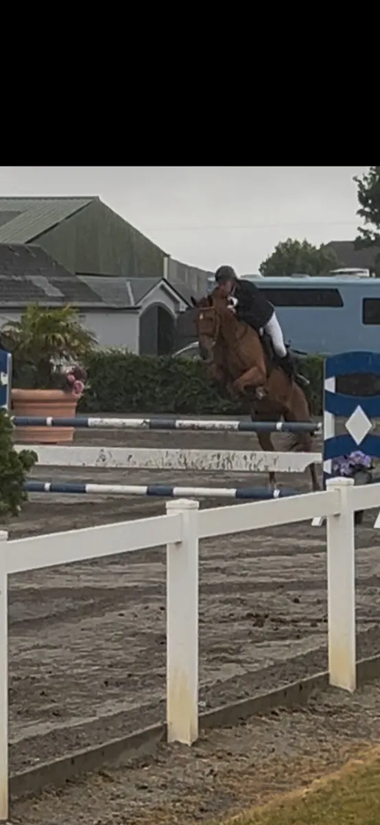 Super  - Fun - Jumping  - Tangelo Mare - Image 3