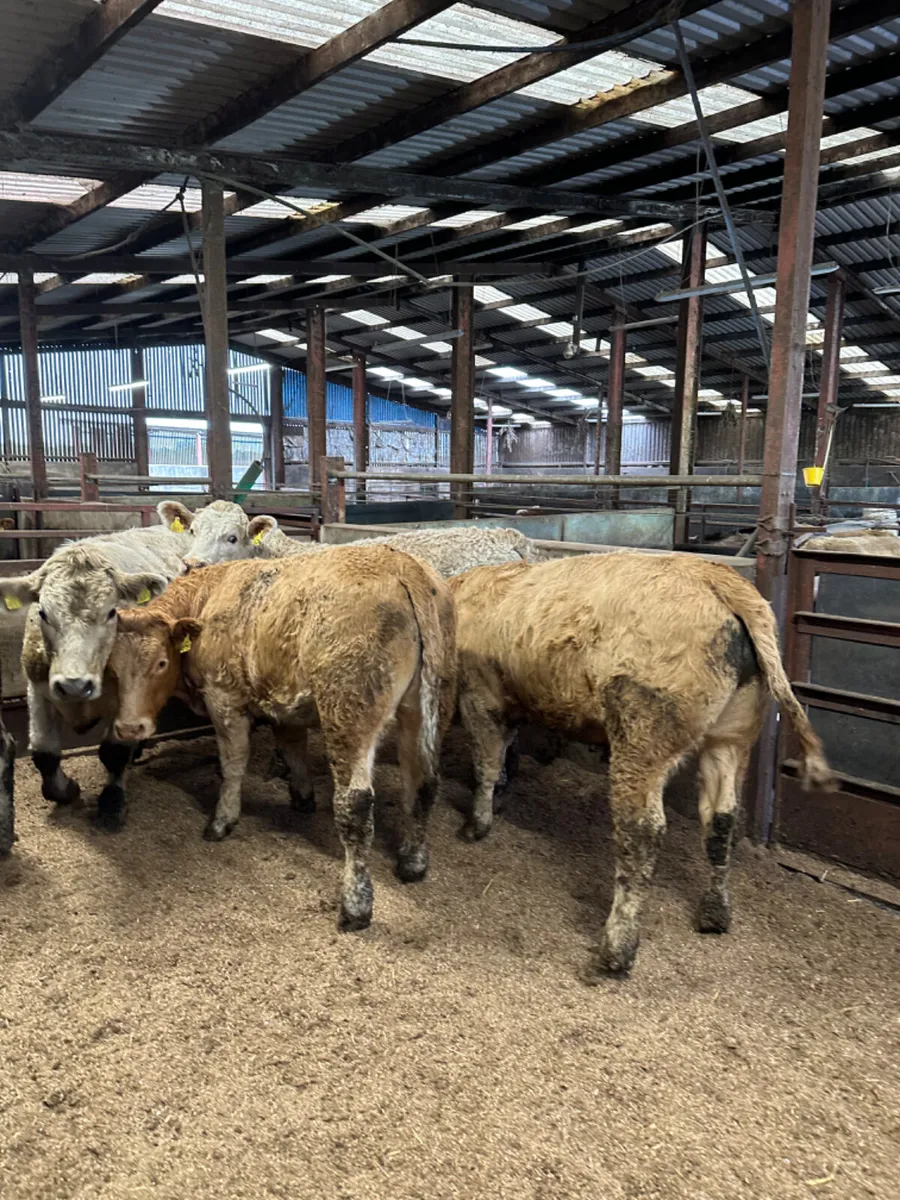 Charolais bullocks - Image 3