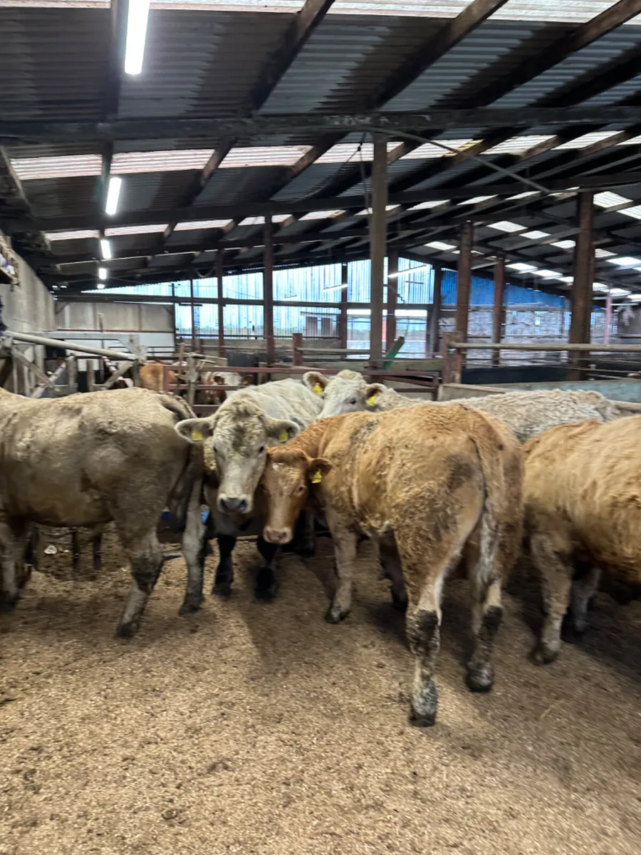 Charolais bullocks - Image 1