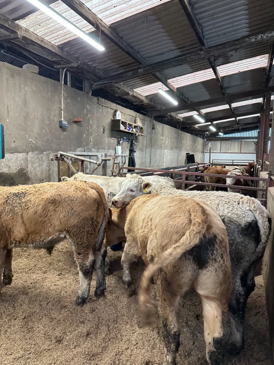 Charolais bullocks - Image 4