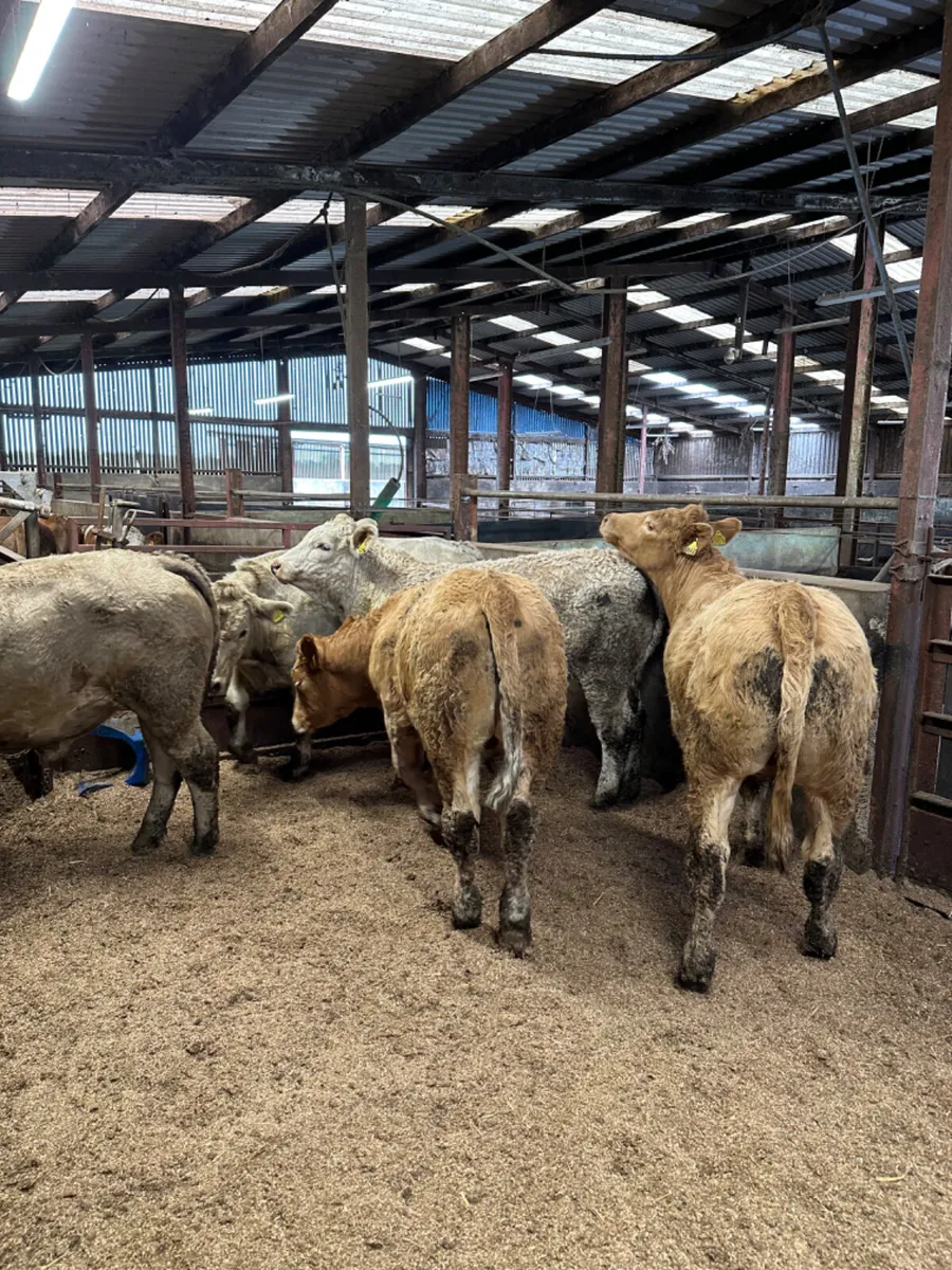 Charolais bullocks - Image 2
