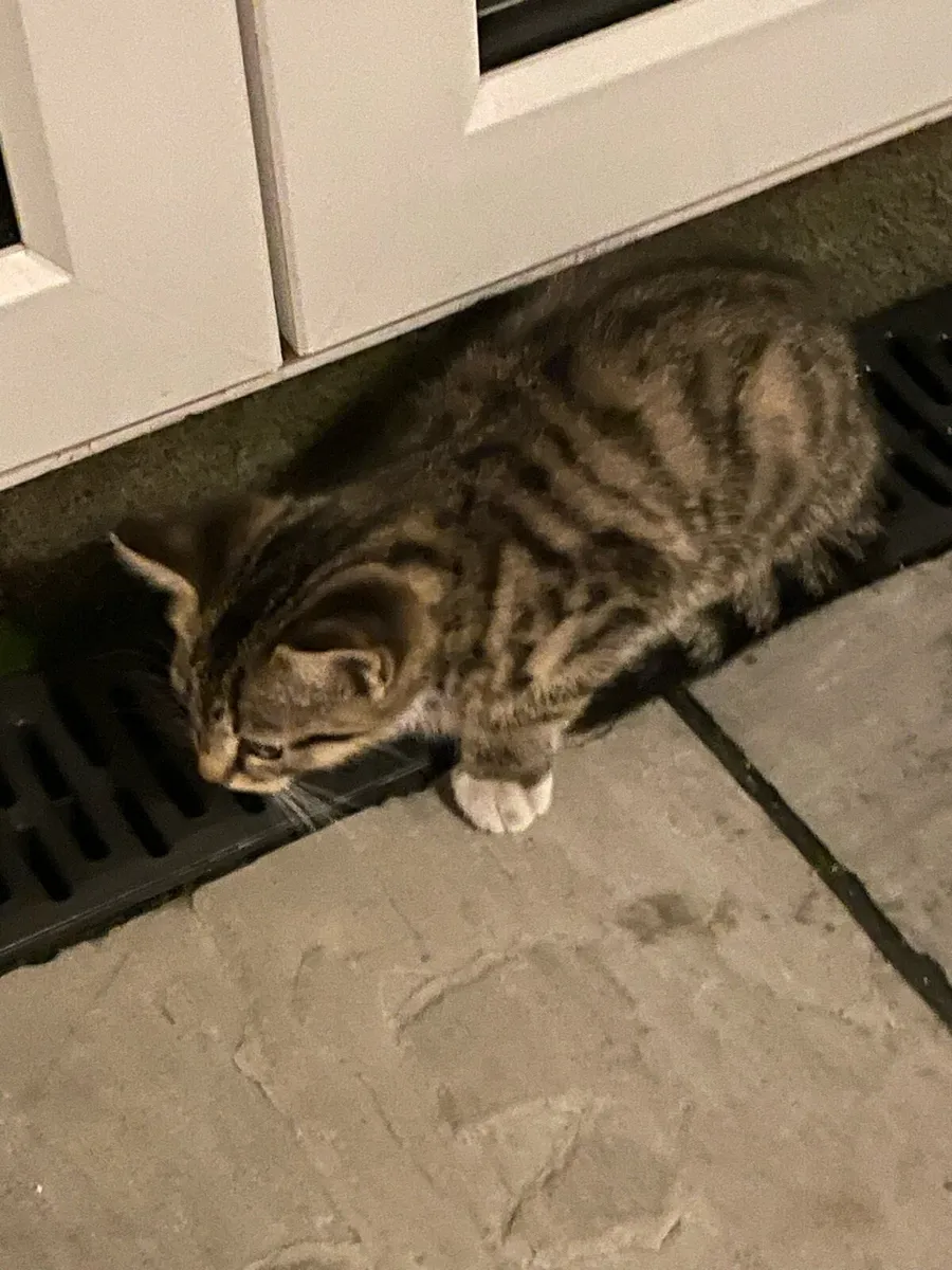 Kitten - Image 2