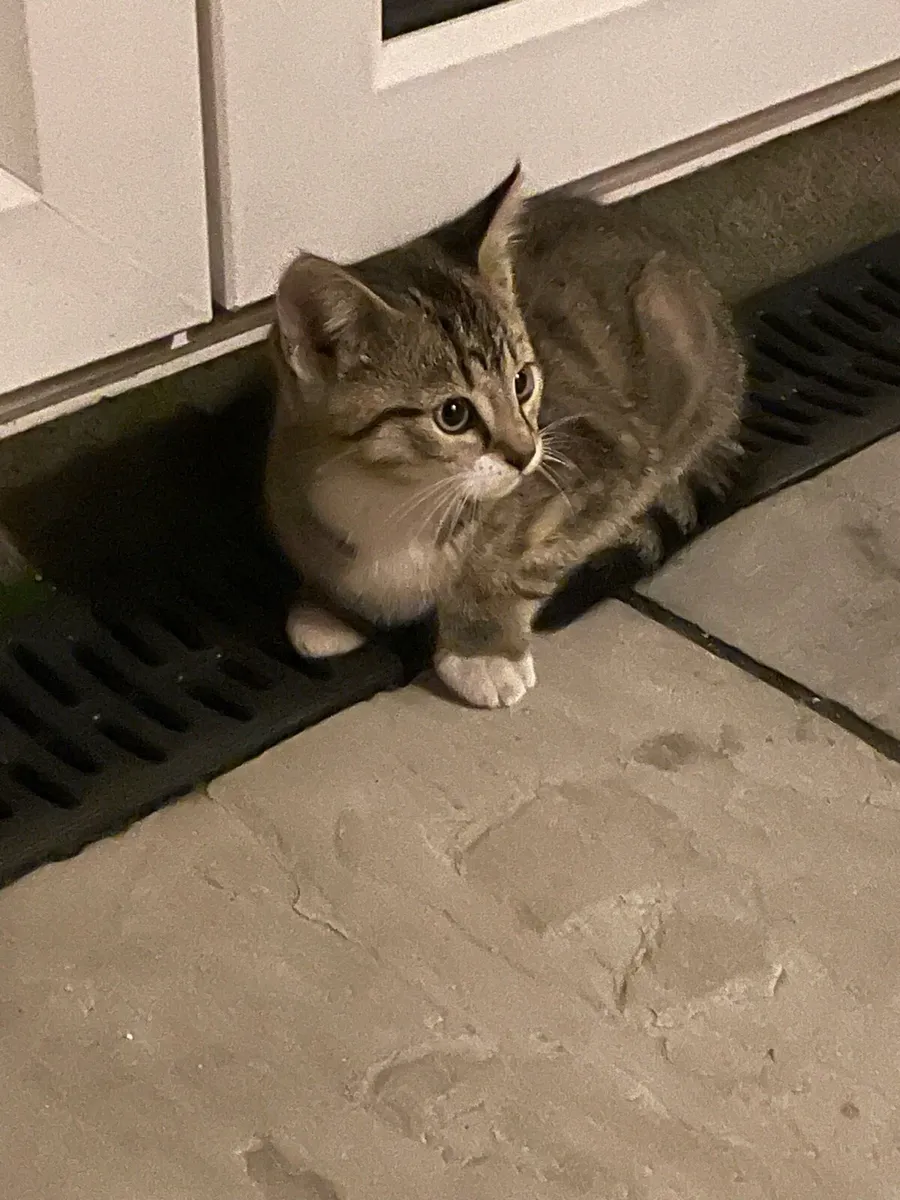 Kitten - Image 1