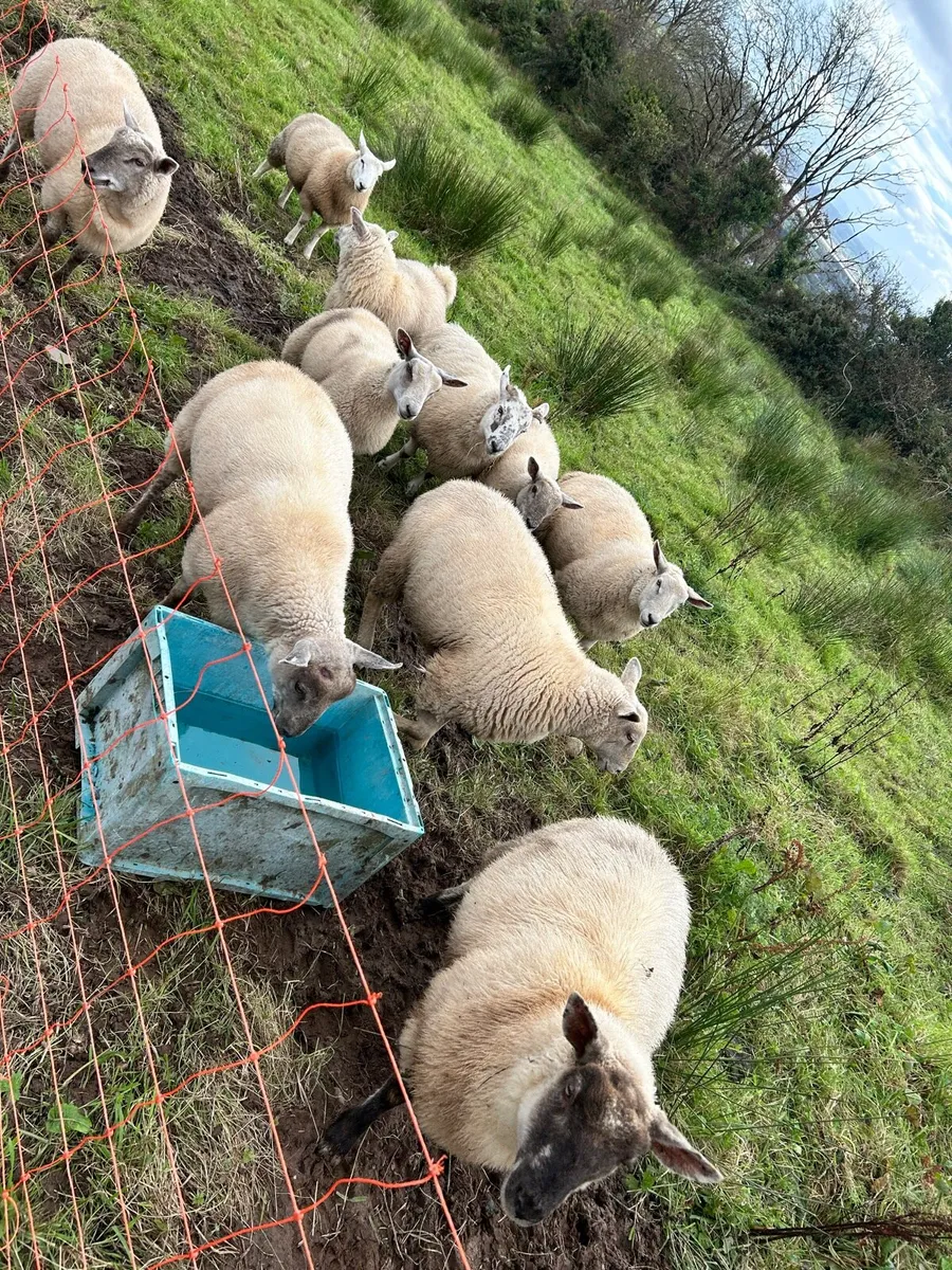Lambs for sale - Image 2