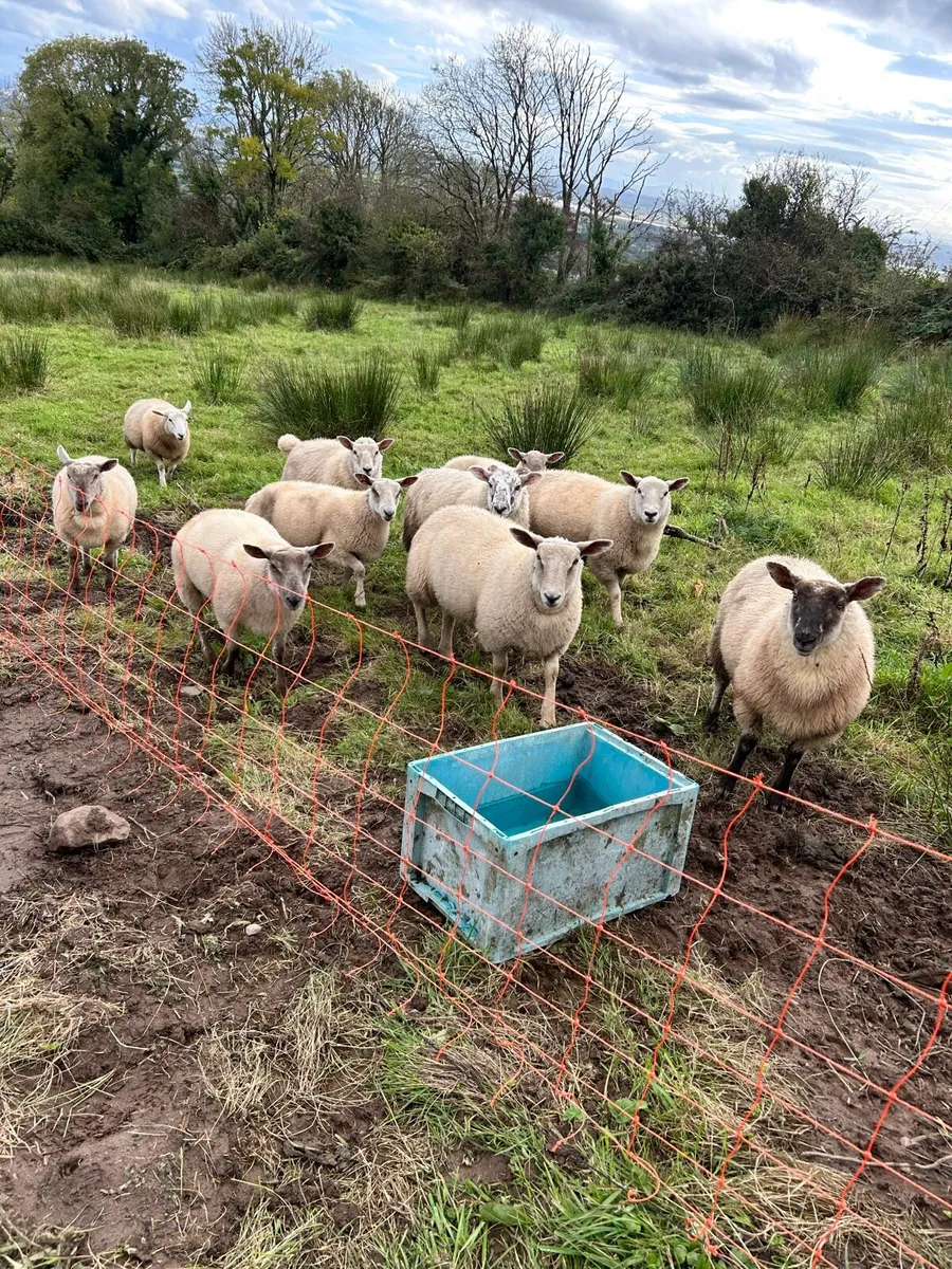 Lambs for sale - Image 1