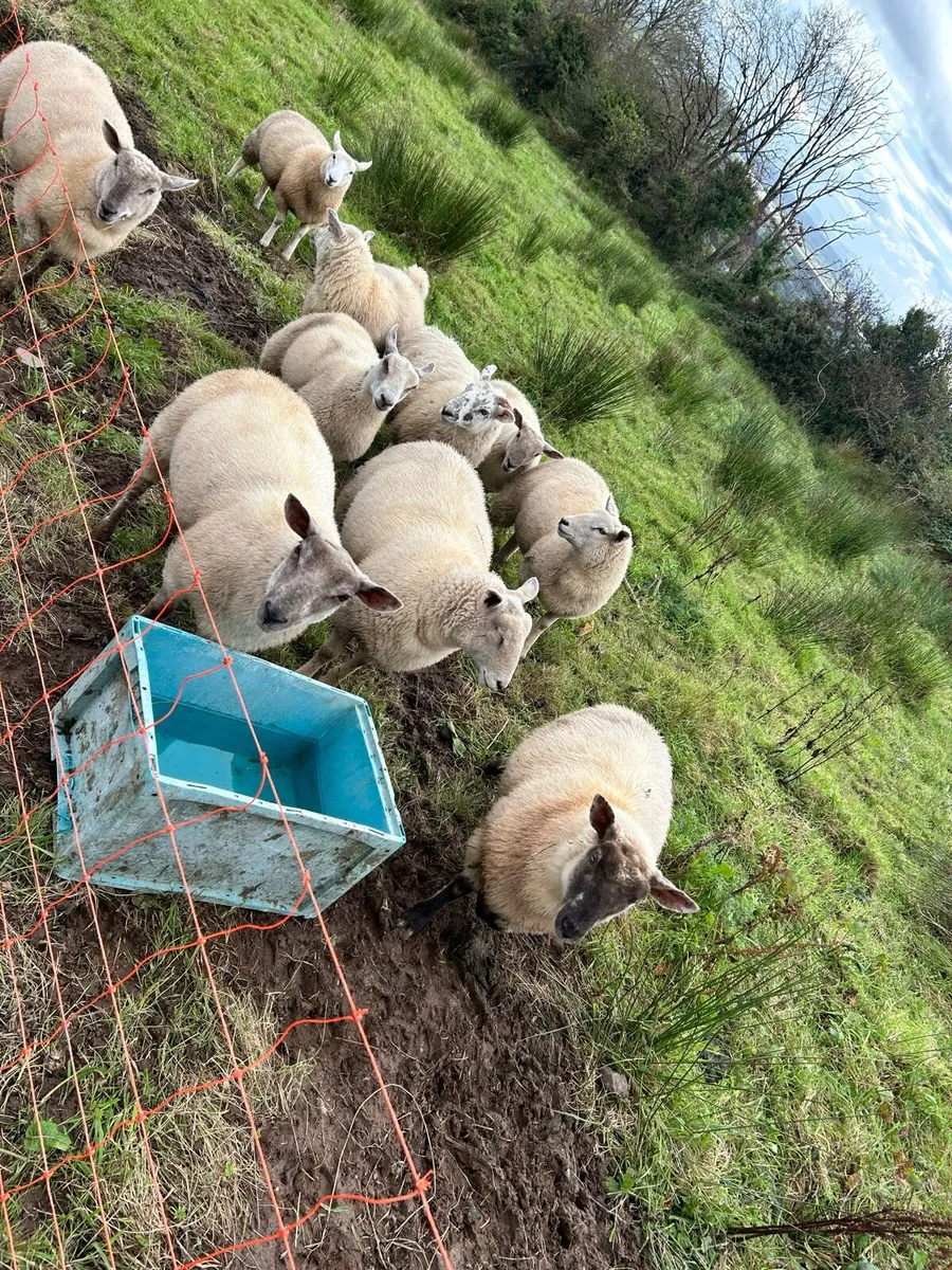 Lambs for sale - Image 3
