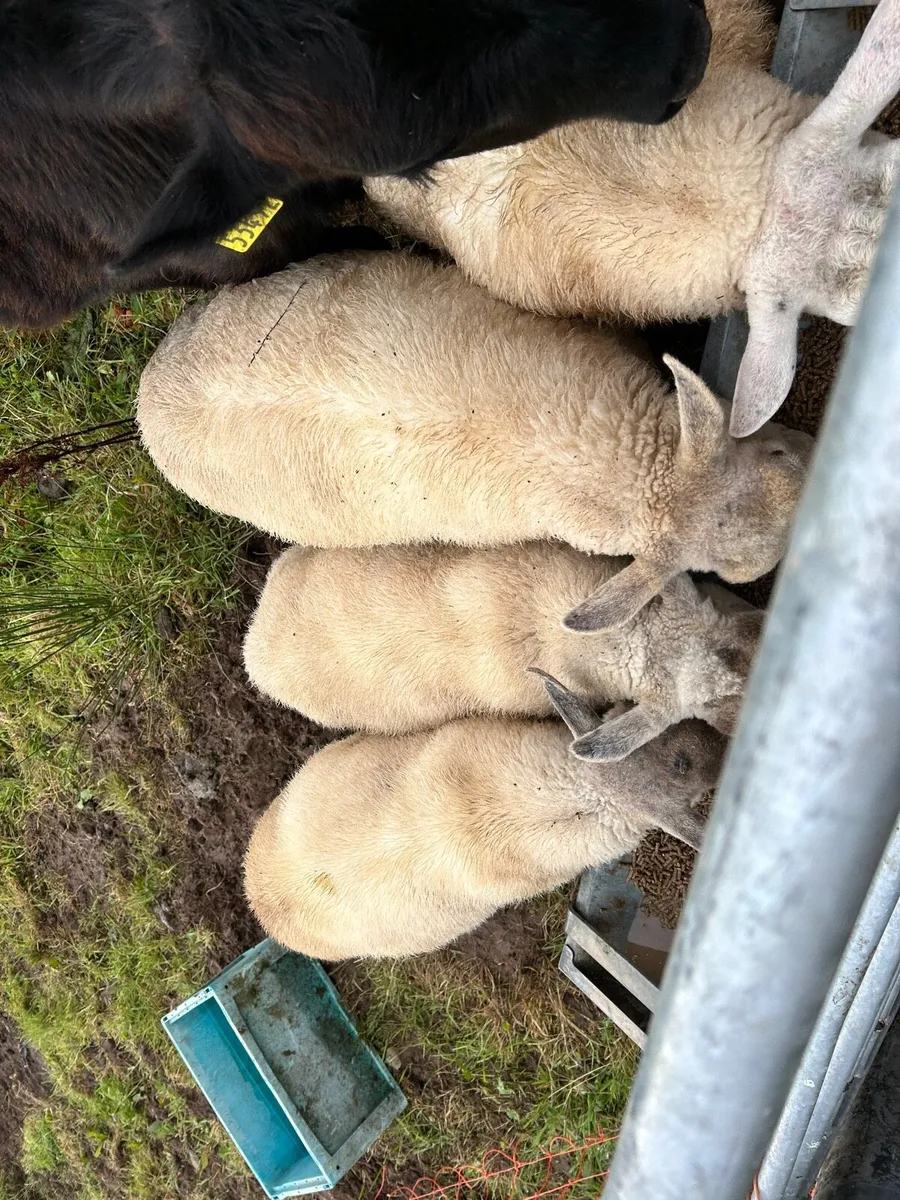 Lambs for sale - Image 4