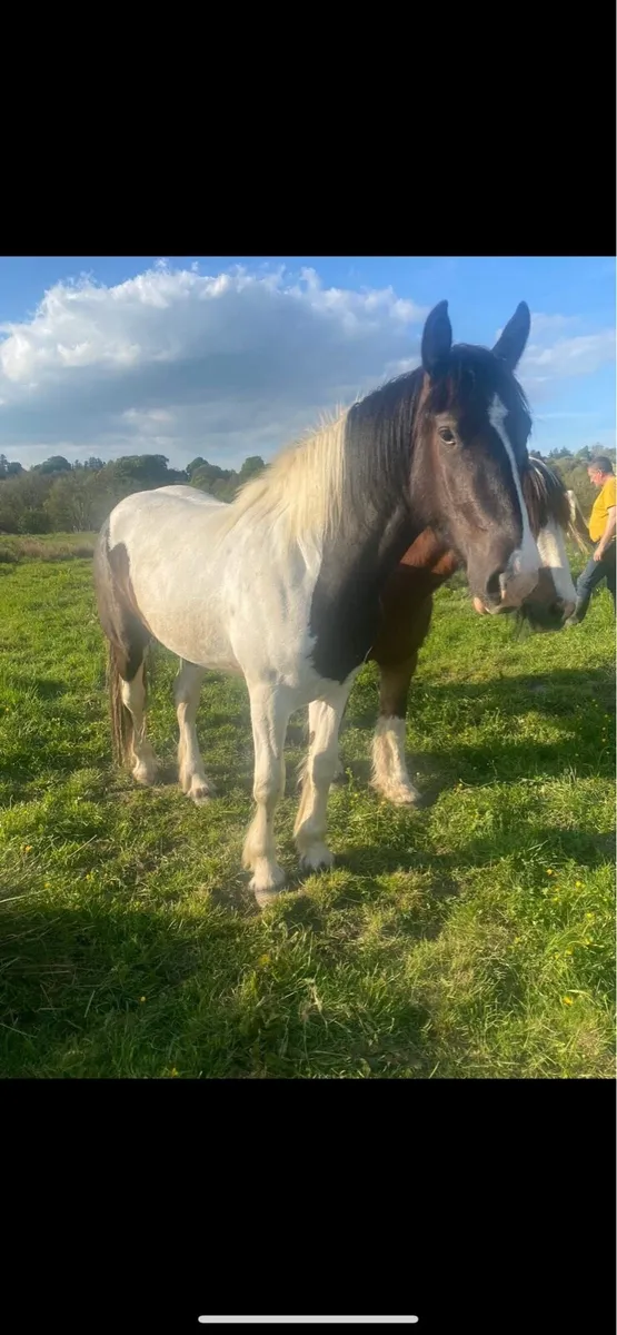 Rising 3 year old filly - Image 2