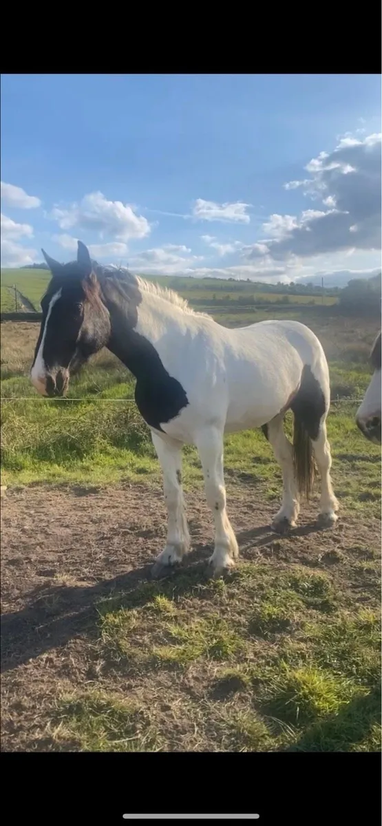 Rising 3 year old filly - Image 1