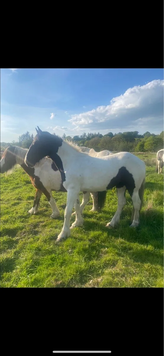 Rising 3 year old filly - Image 3