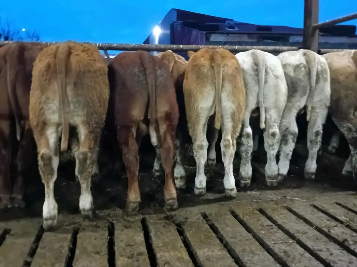 12 Smashing Bull Weanlings - Image 1