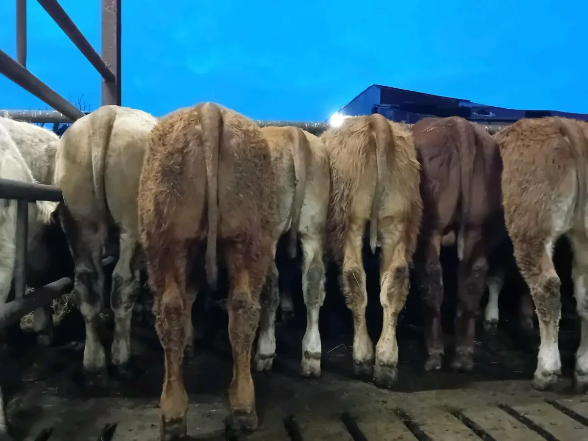 12 Smashing Bull Weanlings - Image 2