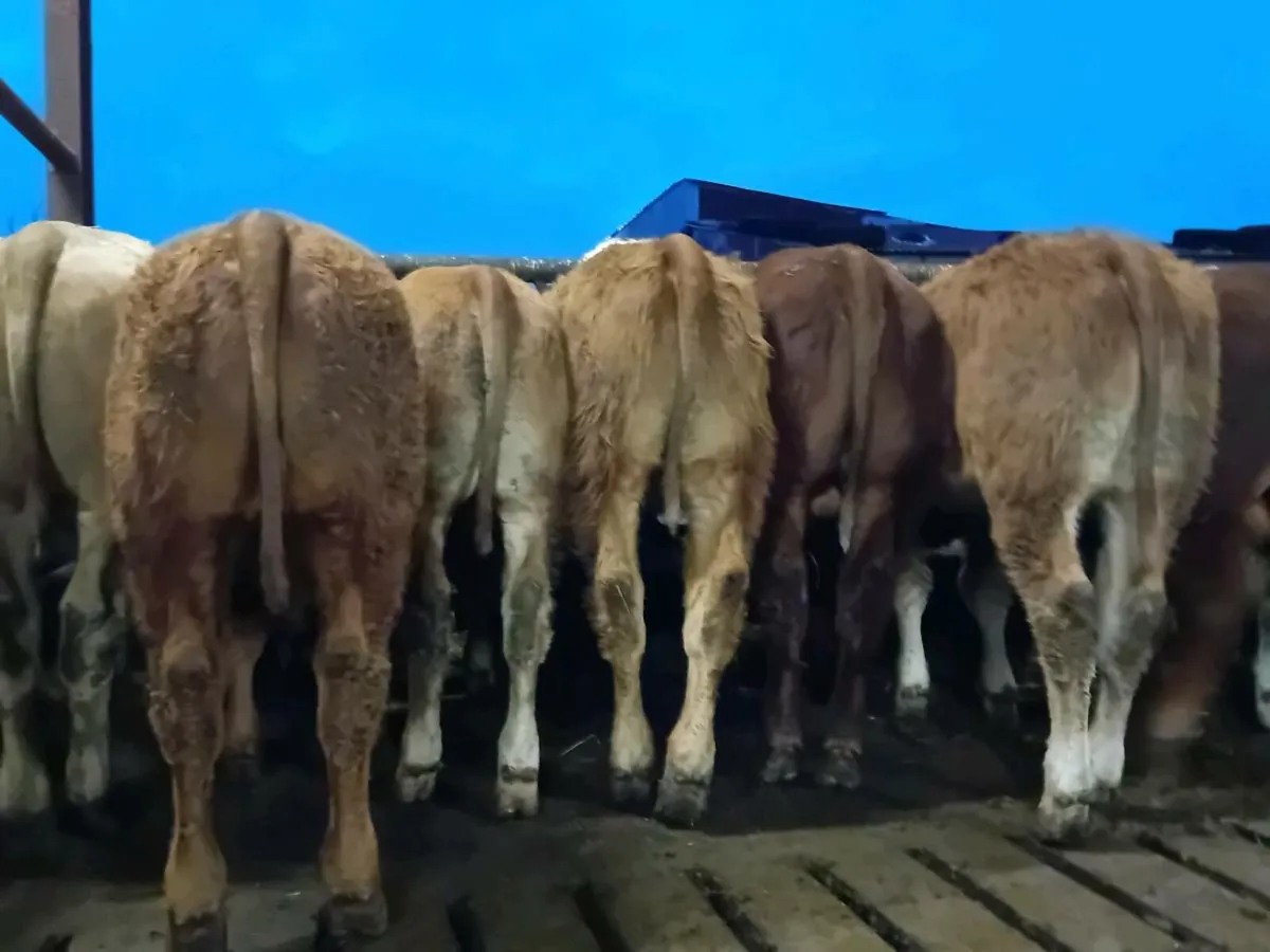 12 Smashing Bull Weanlings - Image 3