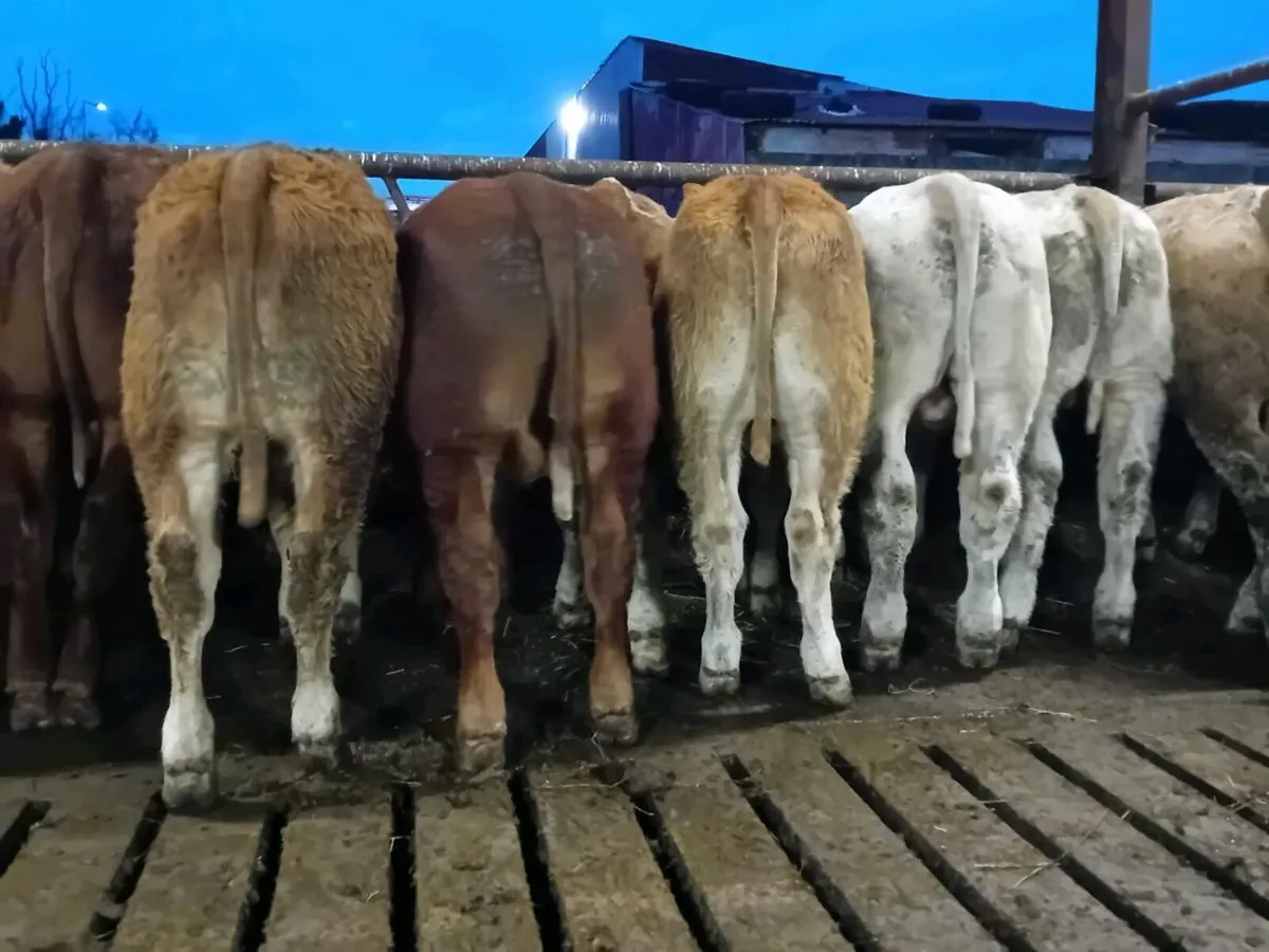 12 Smashing Bull Weanlings - Image 4