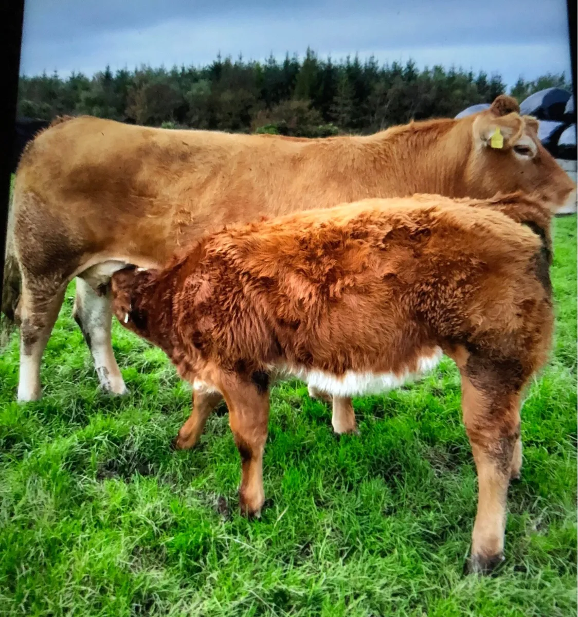 Beef cattle - Image 1
