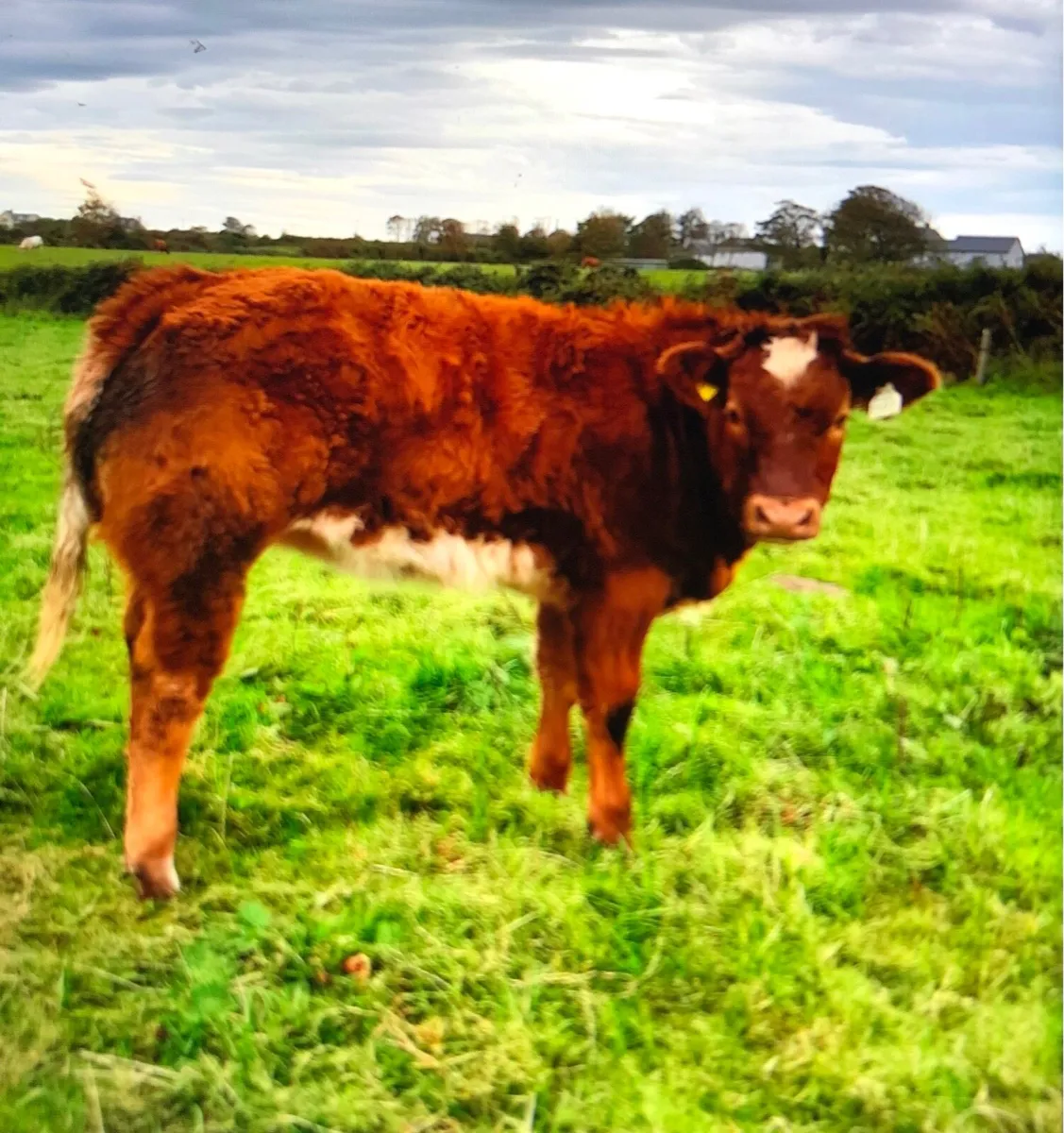 Beef cattle - Image 2