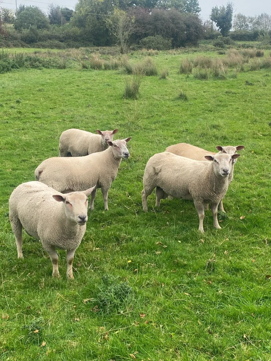 Charollais rams - Image 1