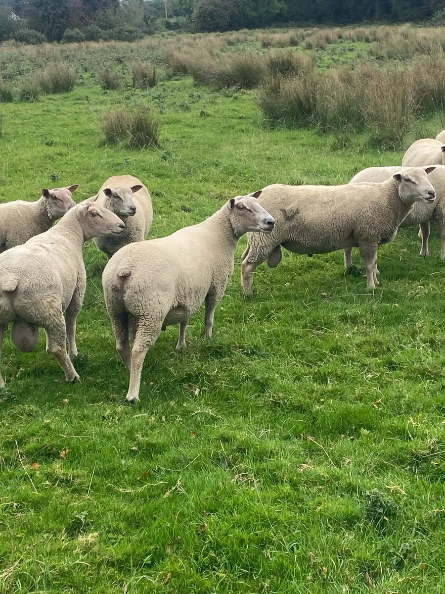 Charollais rams - Image 2