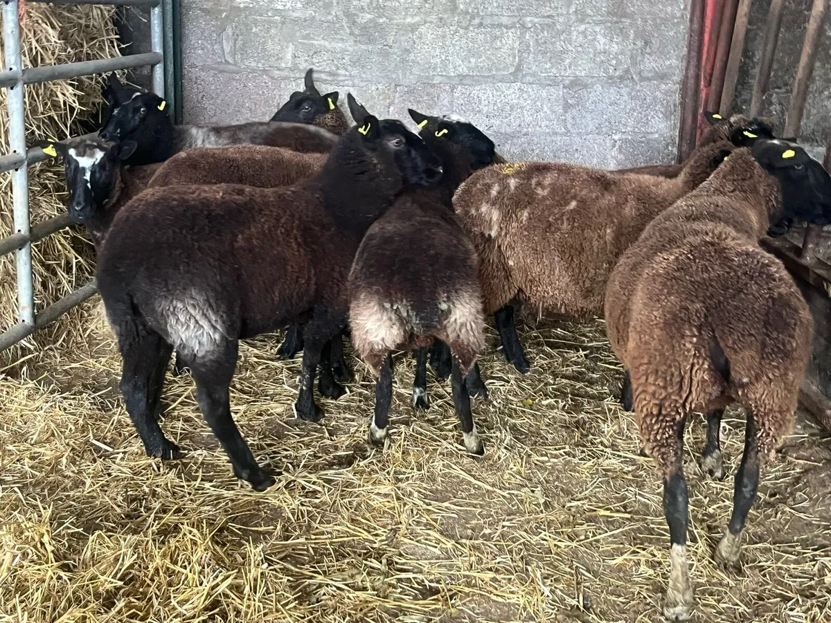 Spotted Dutch Hoggets - Image 1