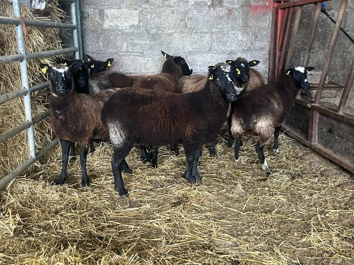 Spotted Dutch Hoggets - Image 2