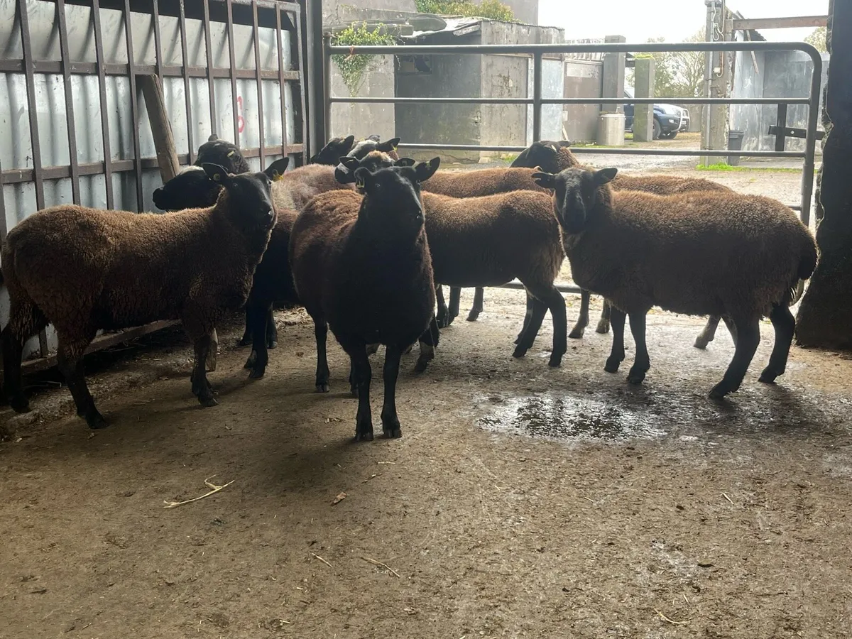 Spotted Dutch Hoggets - Image 3
