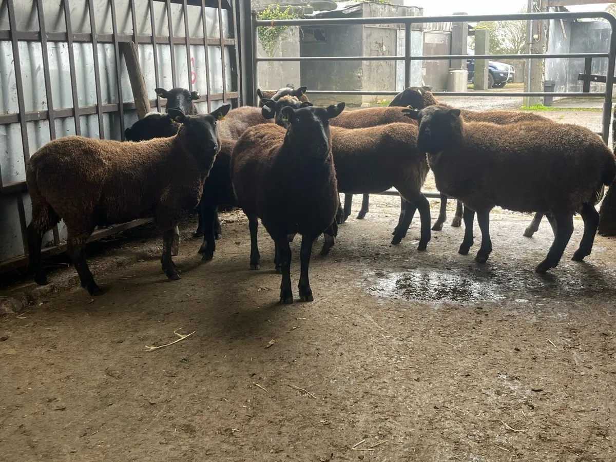 Spotted Dutch Hoggets - Image 4