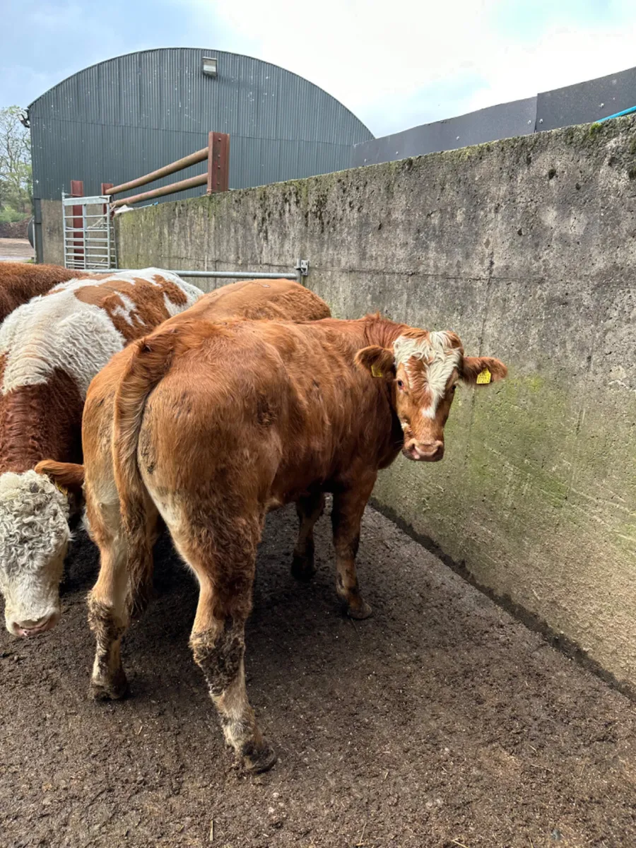 Simmental and lim bullocks - Image 1