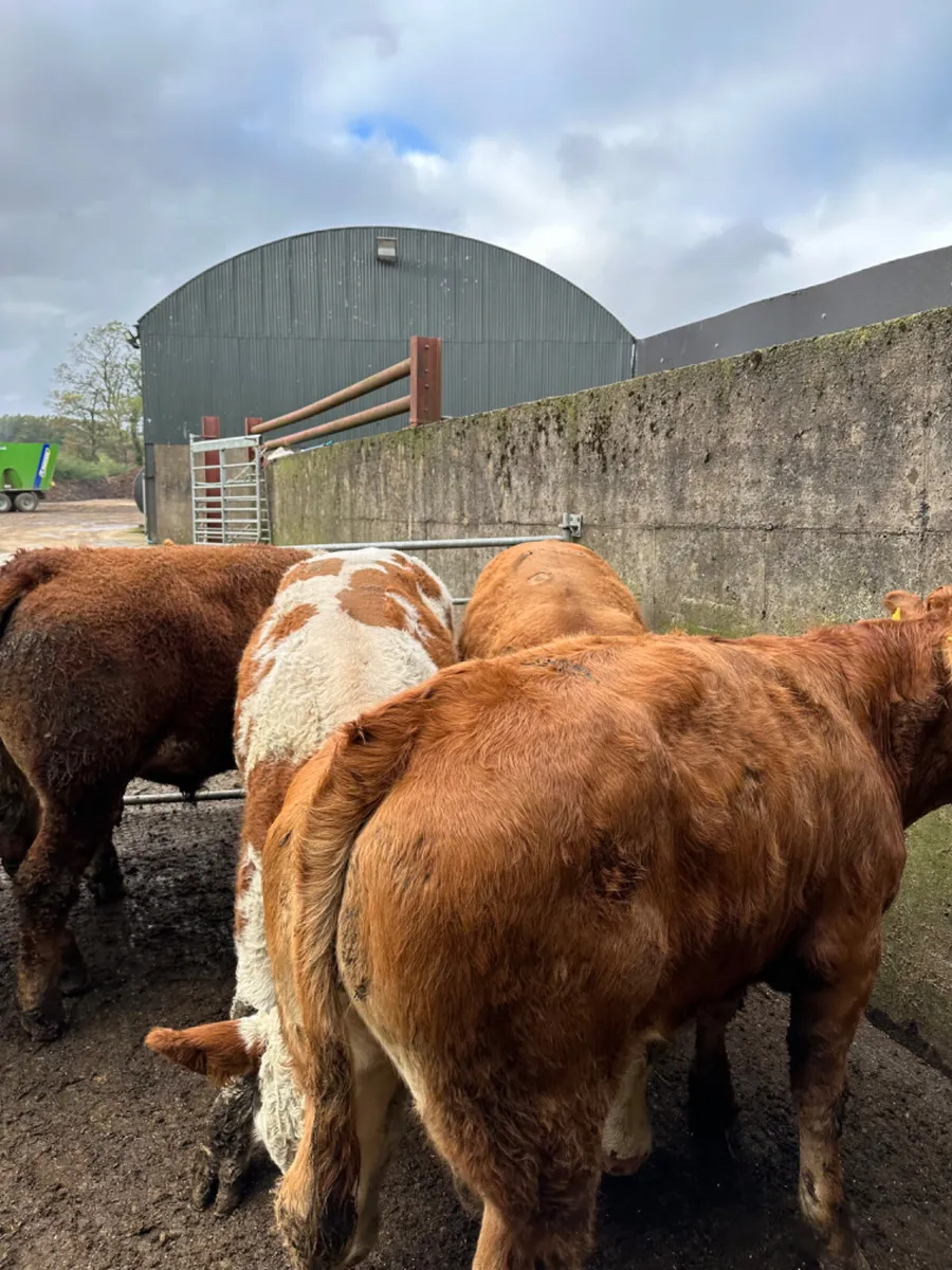 Simmental and lim bullocks - Image 2