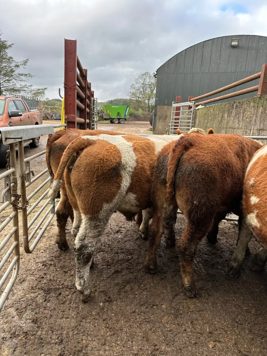 Simmental and lim bullocks - Image 4