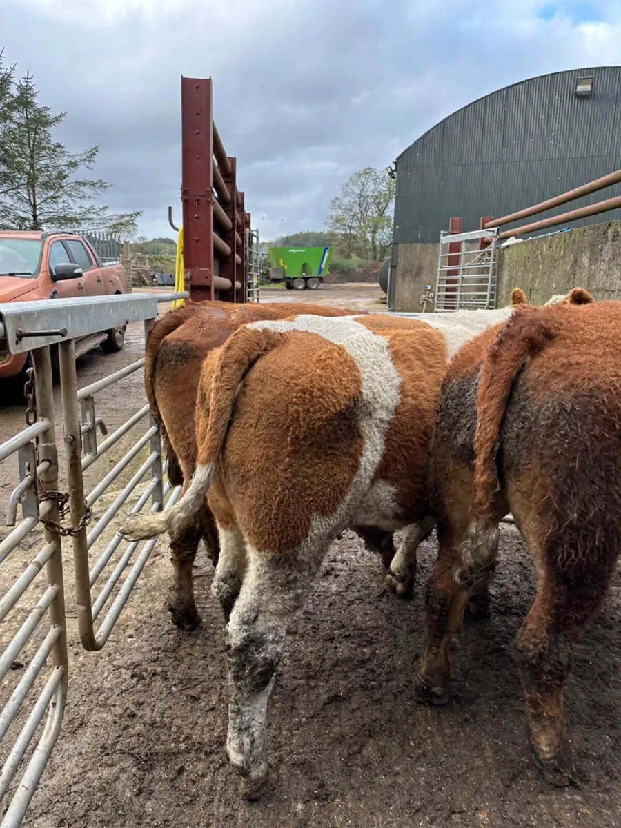 Simmental and lim bullocks - Image 3