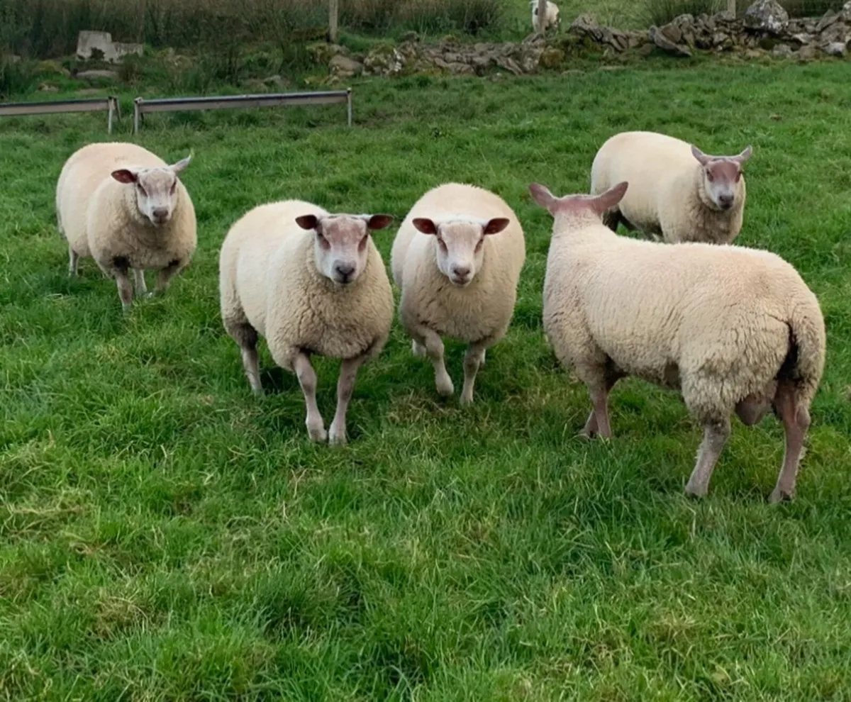 Rouge/Texel Ram Lambs - Image 1