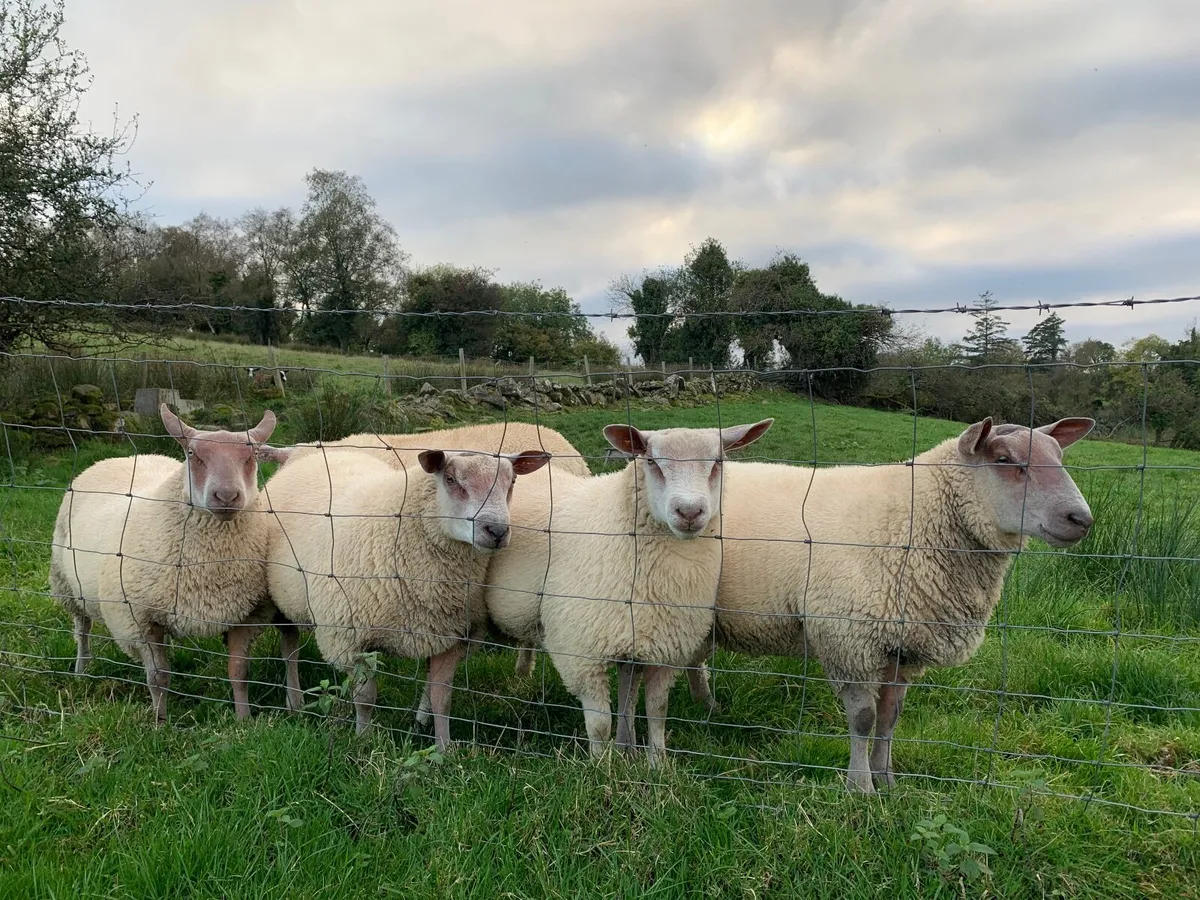 Rouge/Texel Ram Lambs - Image 2