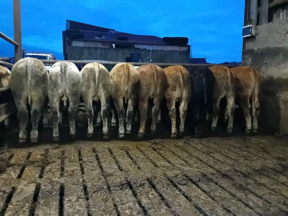 9 Smashing Continental Bullocks - Image 1