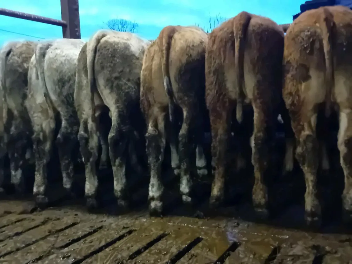 9 Smashing Continental Bullocks - Image 2