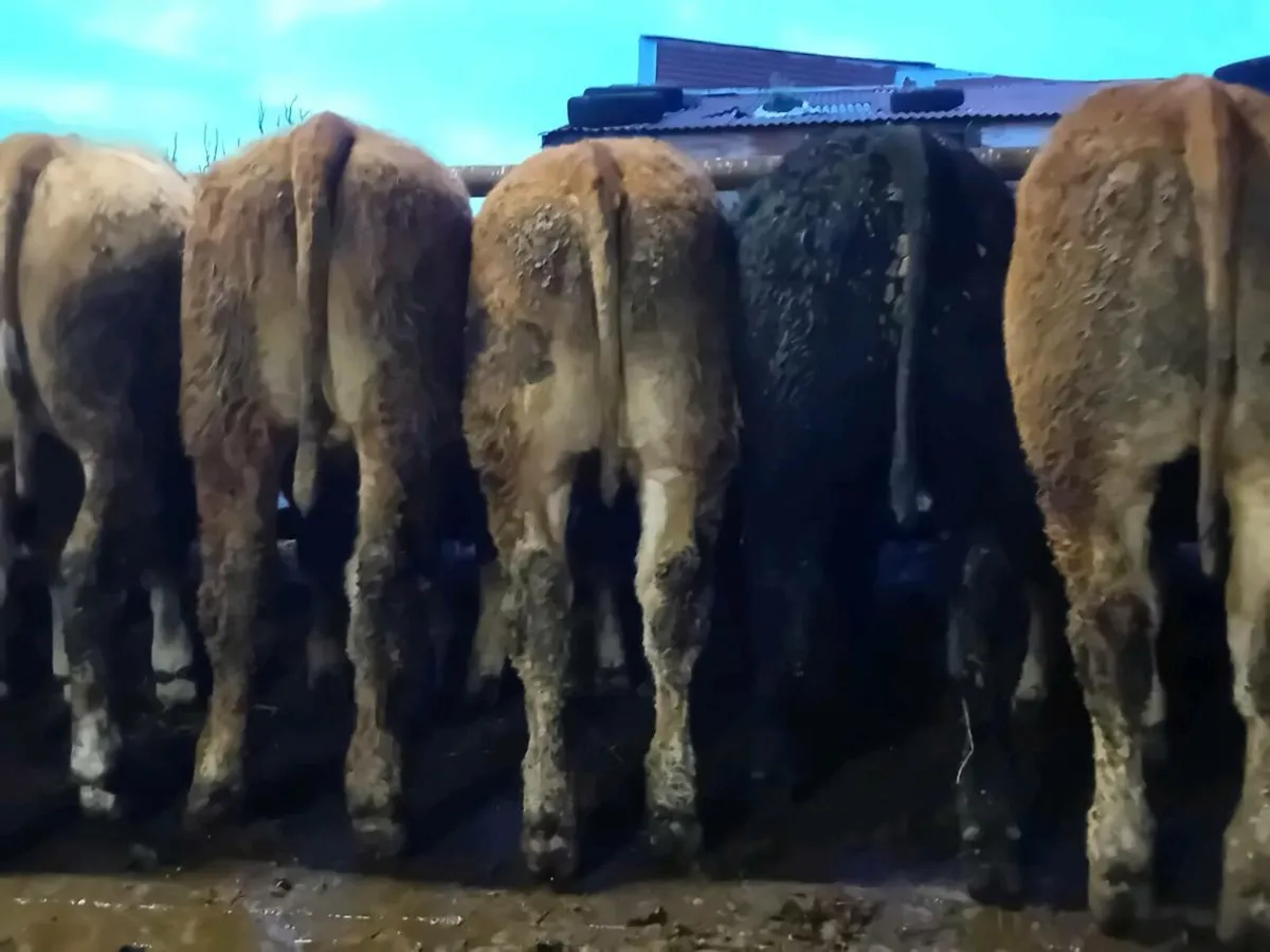 9 Smashing Continental Bullocks - Image 3