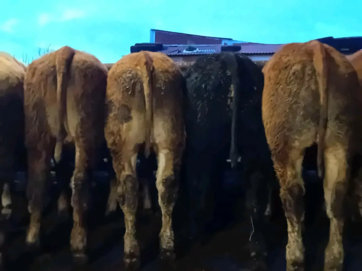 9 Smashing Continental Bullocks - Image 4
