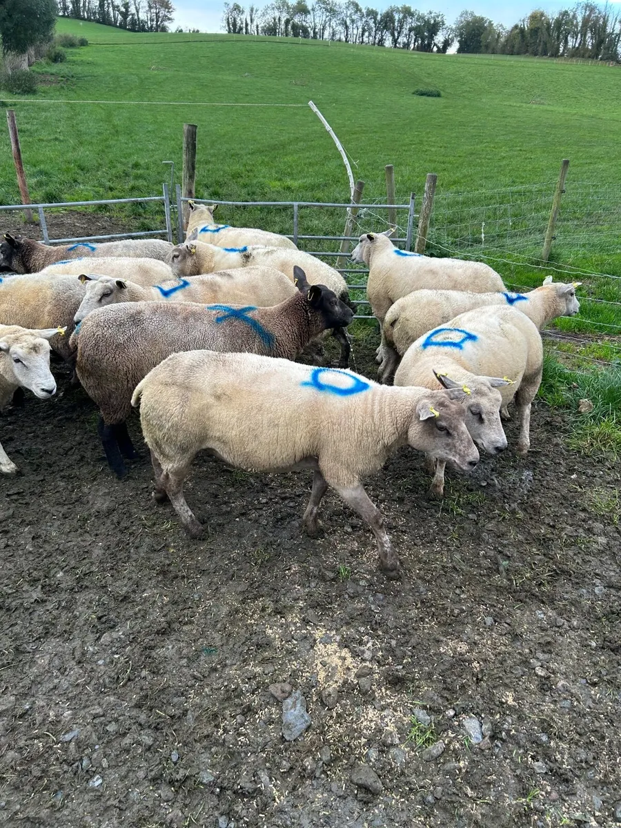 Sheep - Image 1