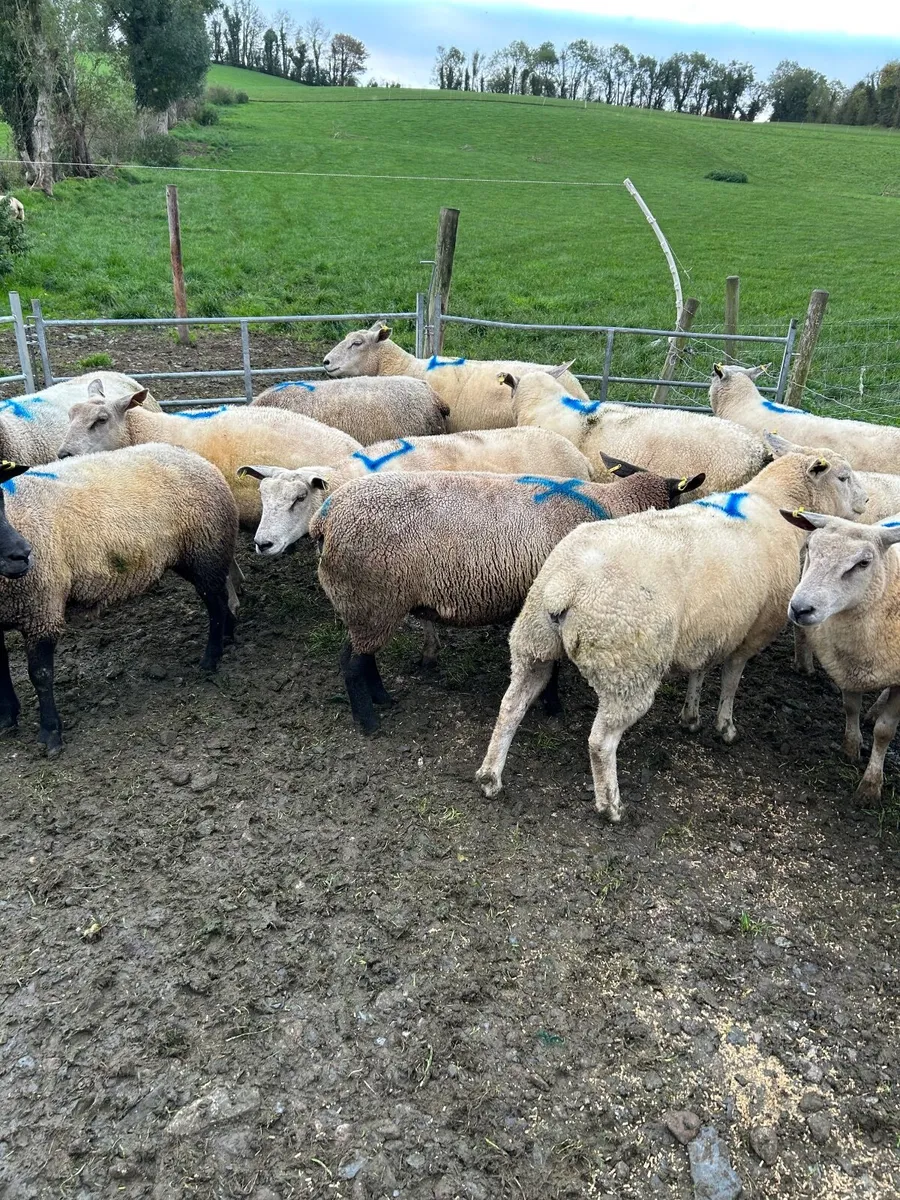 Sheep - Image 2