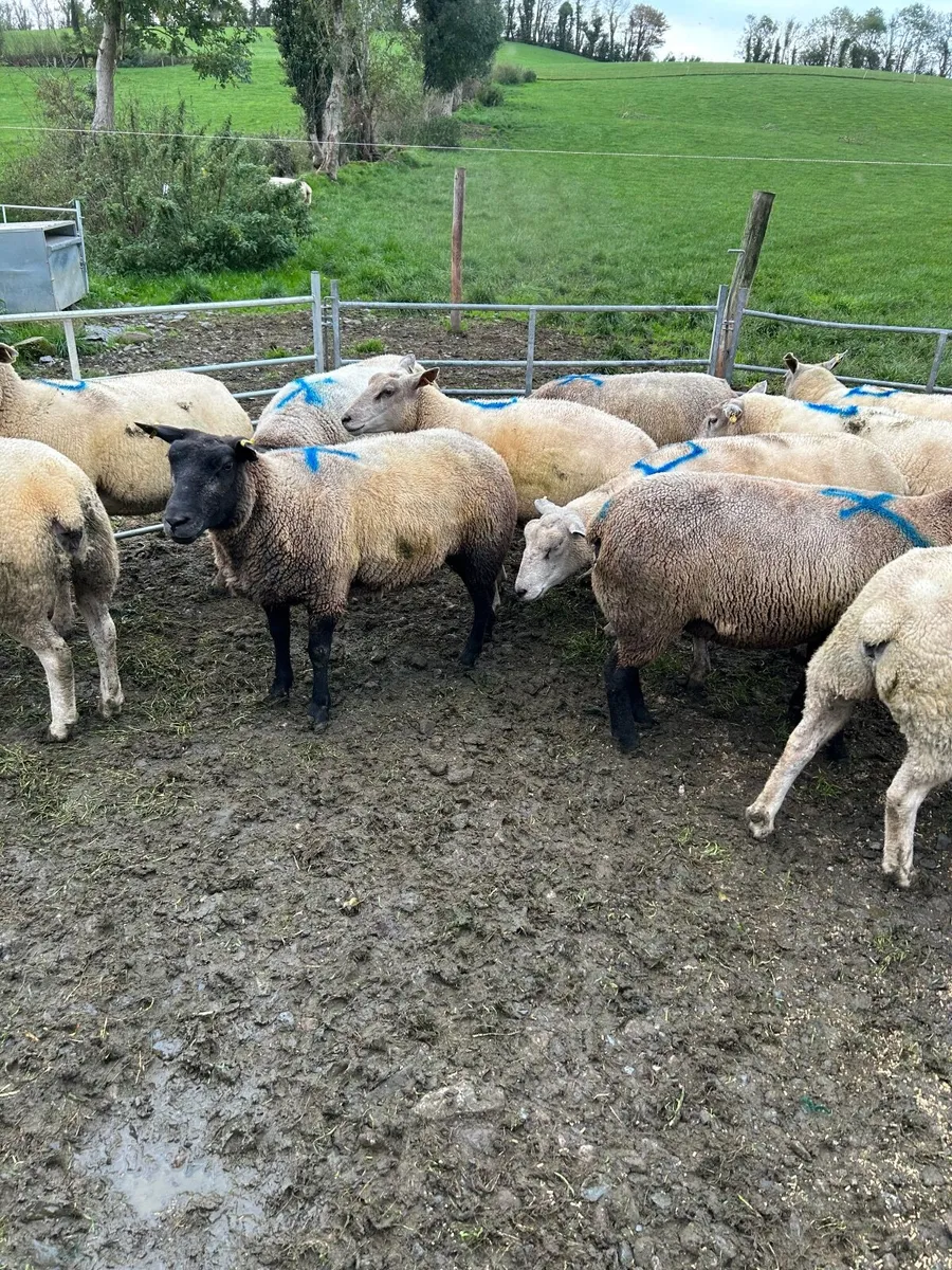 Sheep - Image 3