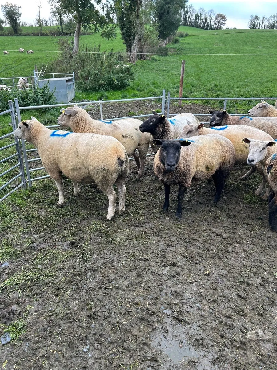 Sheep - Image 4