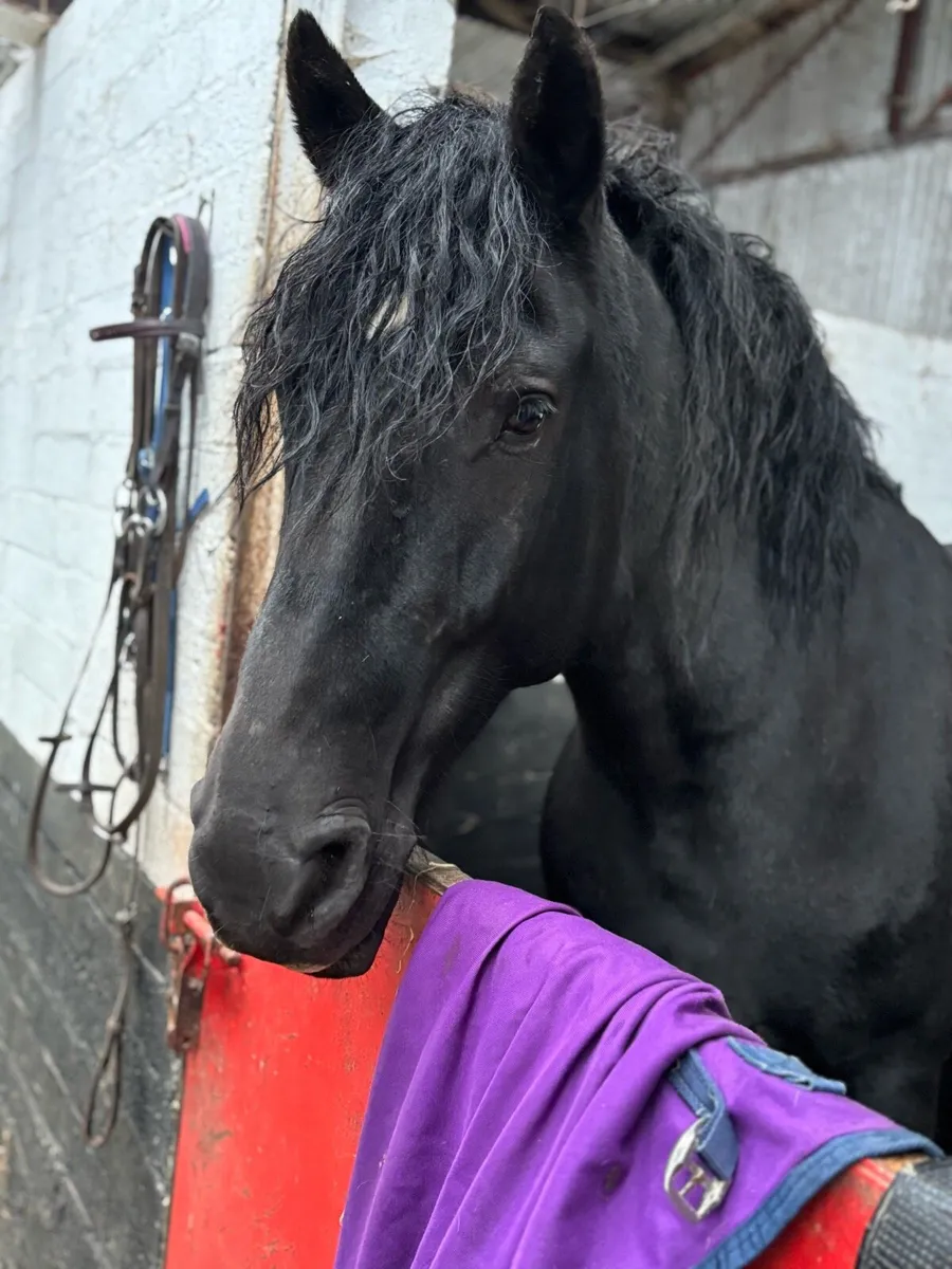 16h beautiful eye catching allrounder - Image 2