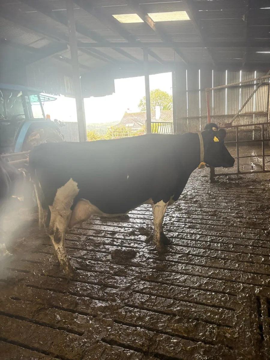 Spring calving Dairy cows - Image 1