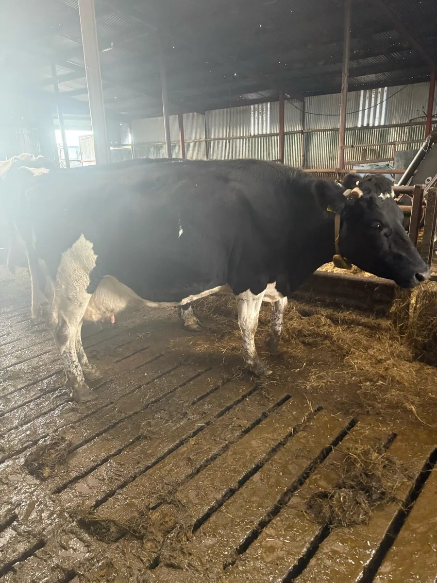 Spring calving Dairy cows - Image 3