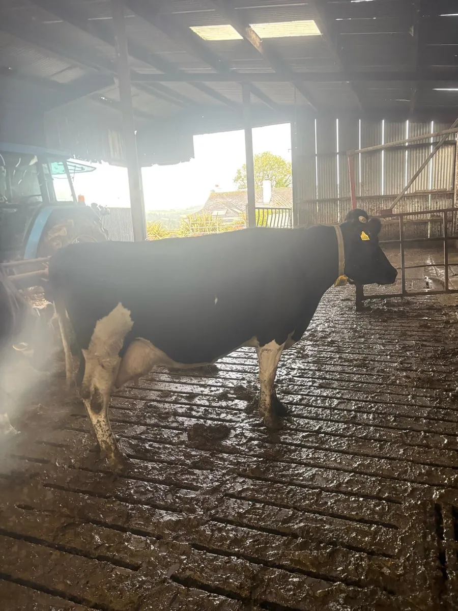 Spring calving Dairy cows - Image 4