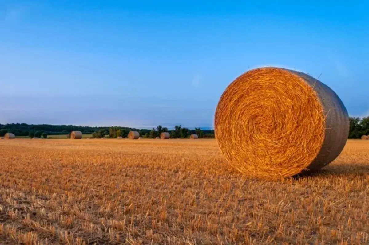 Straw - Image 1
