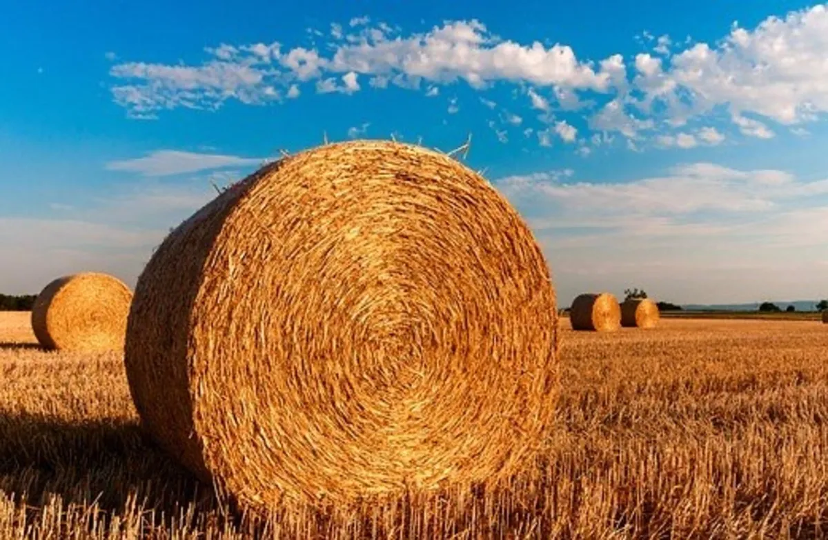 Straw - Image 2