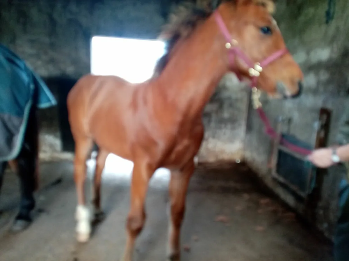 RID Colt Foal - Image 1