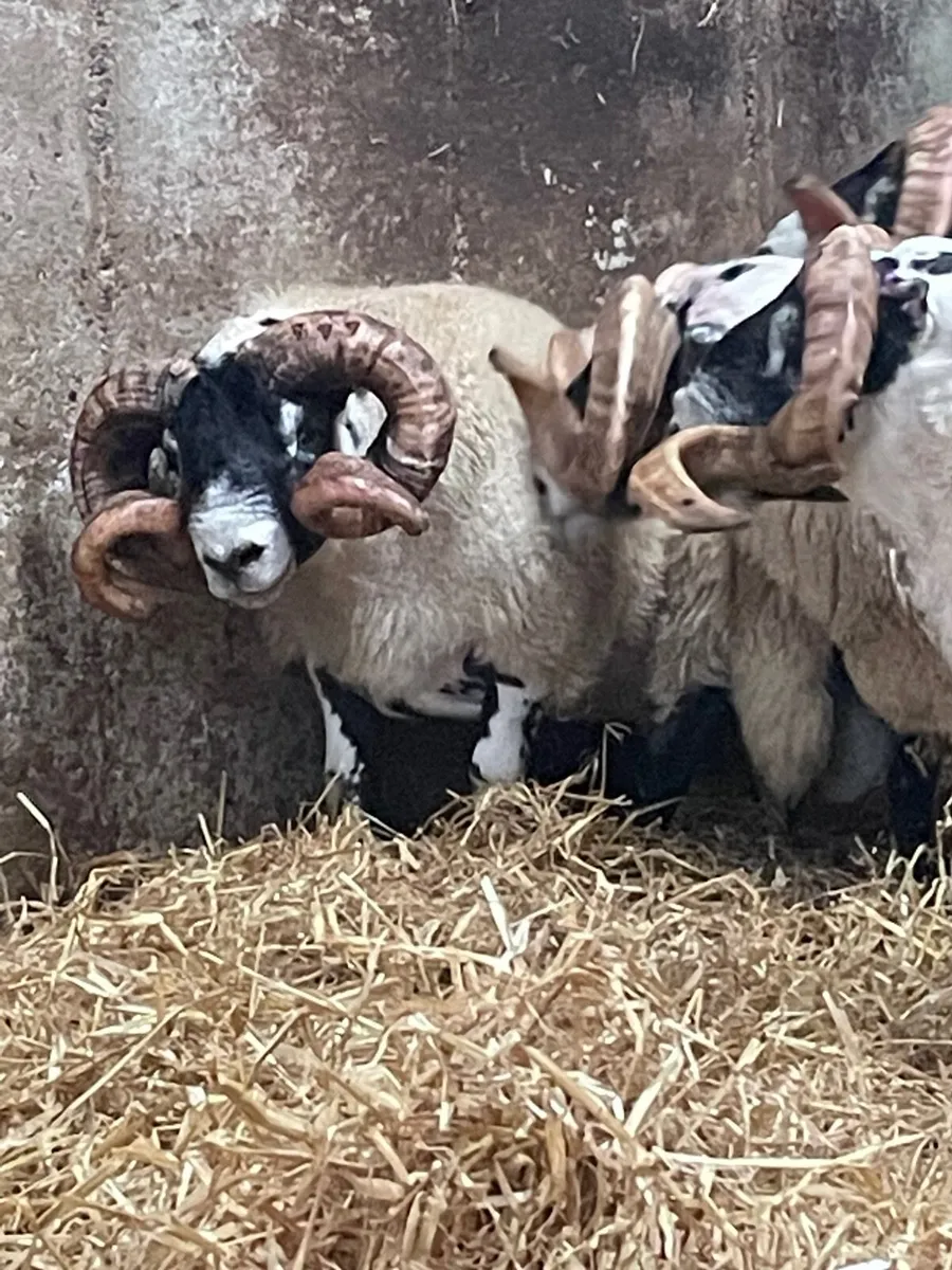 Lanark Shearling Rams - Image 2