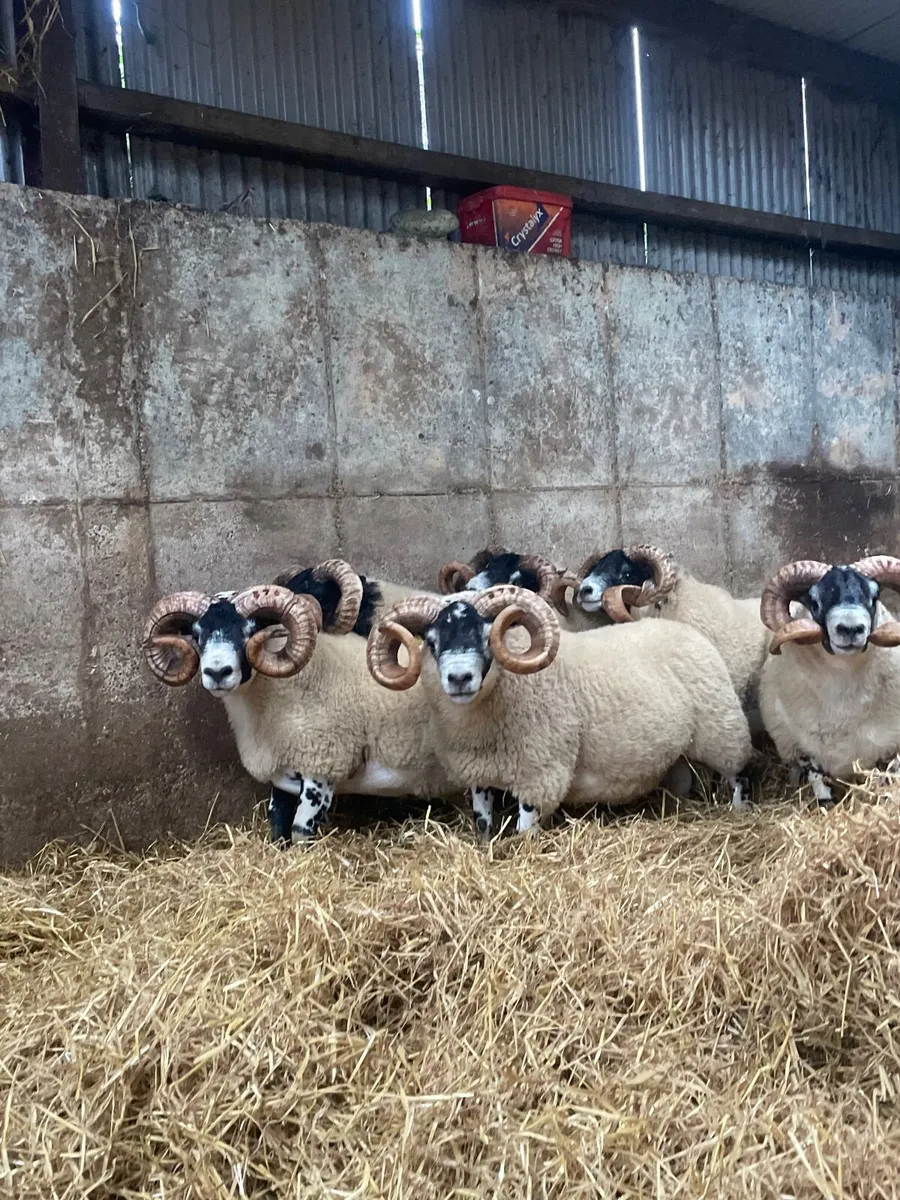 Lanark Shearling Rams - Image 1