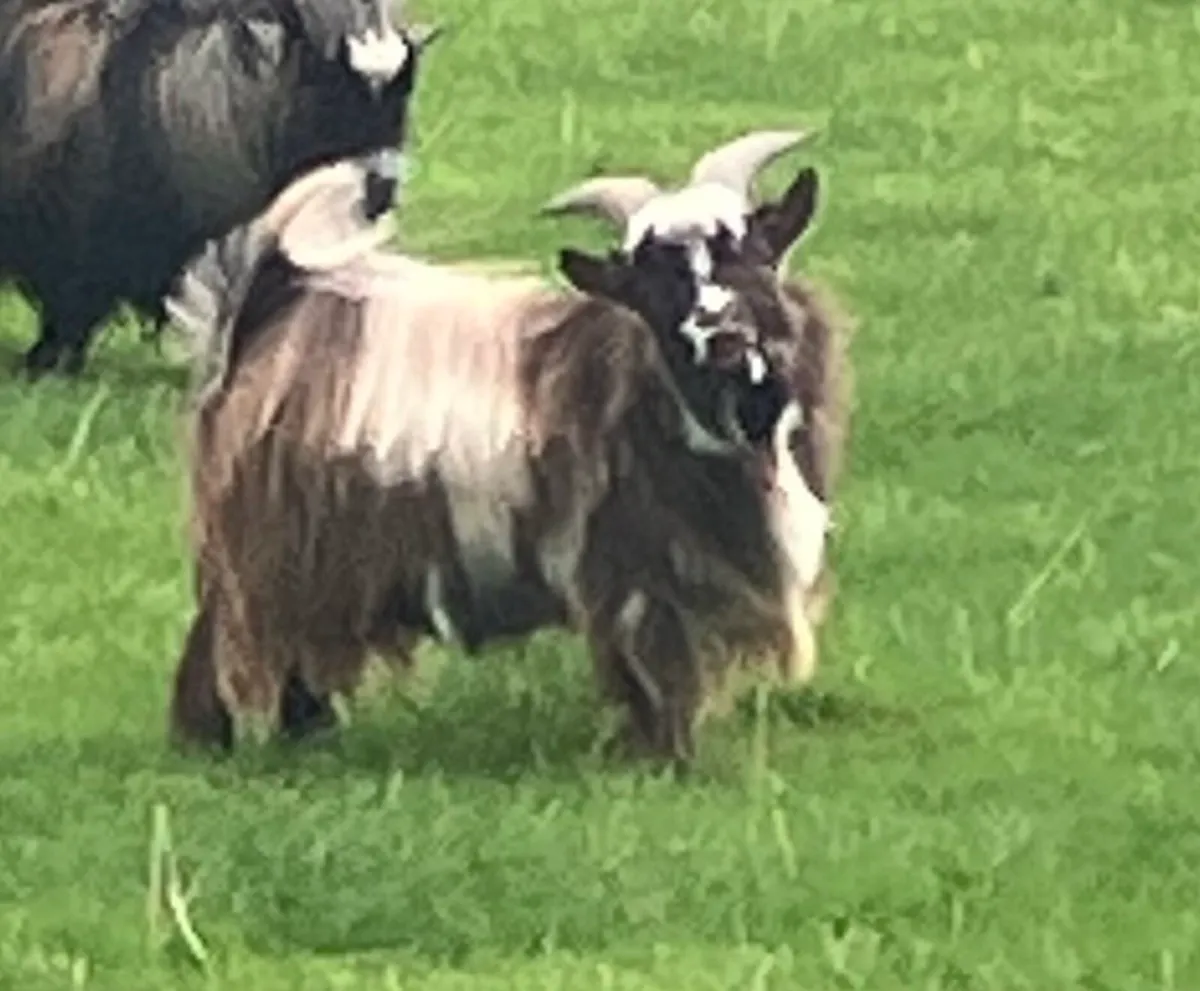 Young Pygmy male available - Image 1